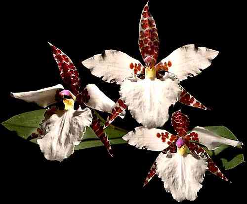 Lemboglossum rossii